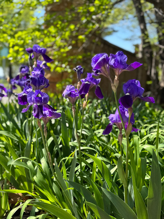 purple irises in garden