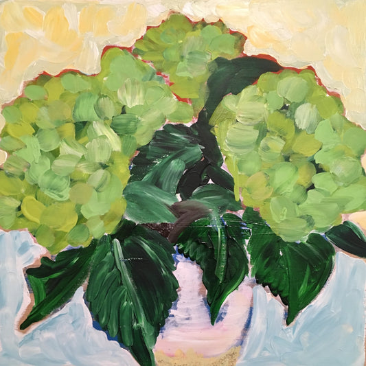 Limelight Hydrangeas in Clay Pot || 16 x 16 Floral